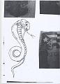 Serpenti e Gechi65